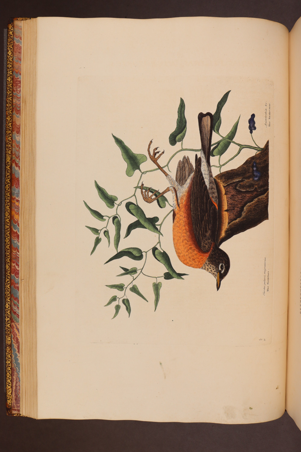 Plate 29